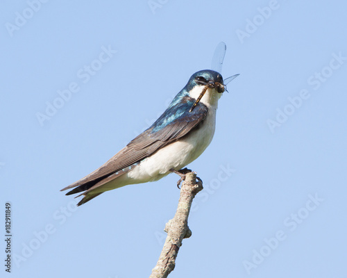 Tree Swallow photo