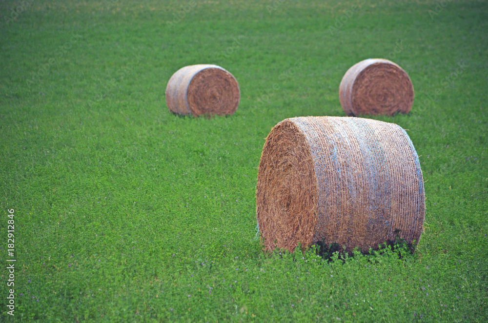 Round hay bales in a green field with purple wildflowers. Near Gooloogong, rural NSW, Australia