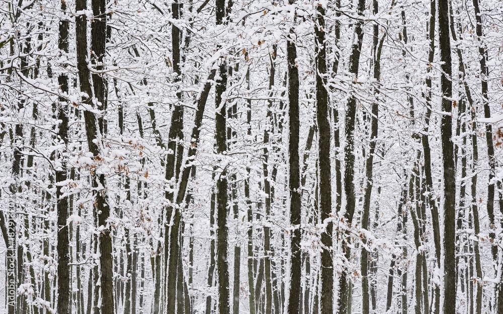 Obraz premium winter forest, snowy trees, snowy branches