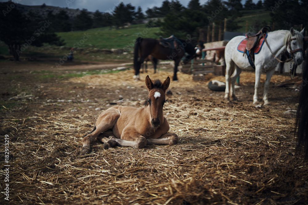 Horses graze in the mountains on a meadow, eat grass, livestock, animals, street Horses graze in the mountains on a meadow, eat grass, livestock, animals, street