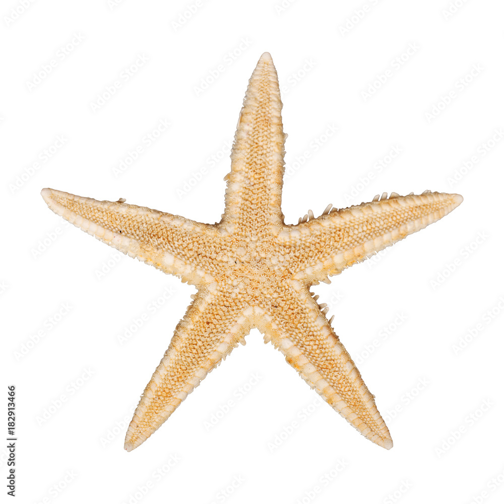 Yellowish sea starfish on a white background Yellowish sea starfish on a white background