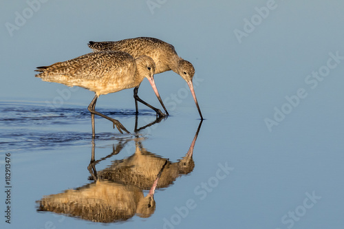 Marbled godwits (Limosa fedoa) feeding in shallow water of tidal marsh, Galveston, Texas, USA photo