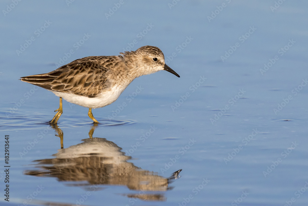 Least sandpiper (Calidris minutilla) foraging along the ocean coast, Galveston, Texas, USA Least sandpiper (Calidris minutilla) foraging along the ocean coast, Galveston, Texas, USA