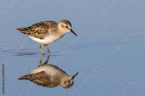 Least sandpiper (Calidris minutilla) foraging along the ocean coast, Galveston, Texas, USA