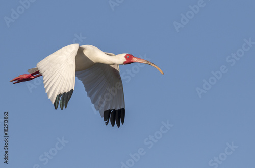American white ibis (Eudocimus albus) flying, High Island, Texas, USA