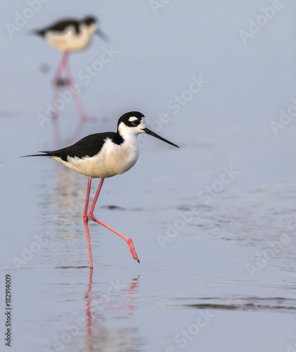 Black-necked stilts (Himantopus mexicanus) wading in shallow water of tidal marsh, Galveston, Texas, USA