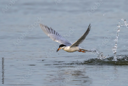 Sandwich tern (Thalasseus sandvicensis) hunting in the ocean, Galveston, Texas, USA.