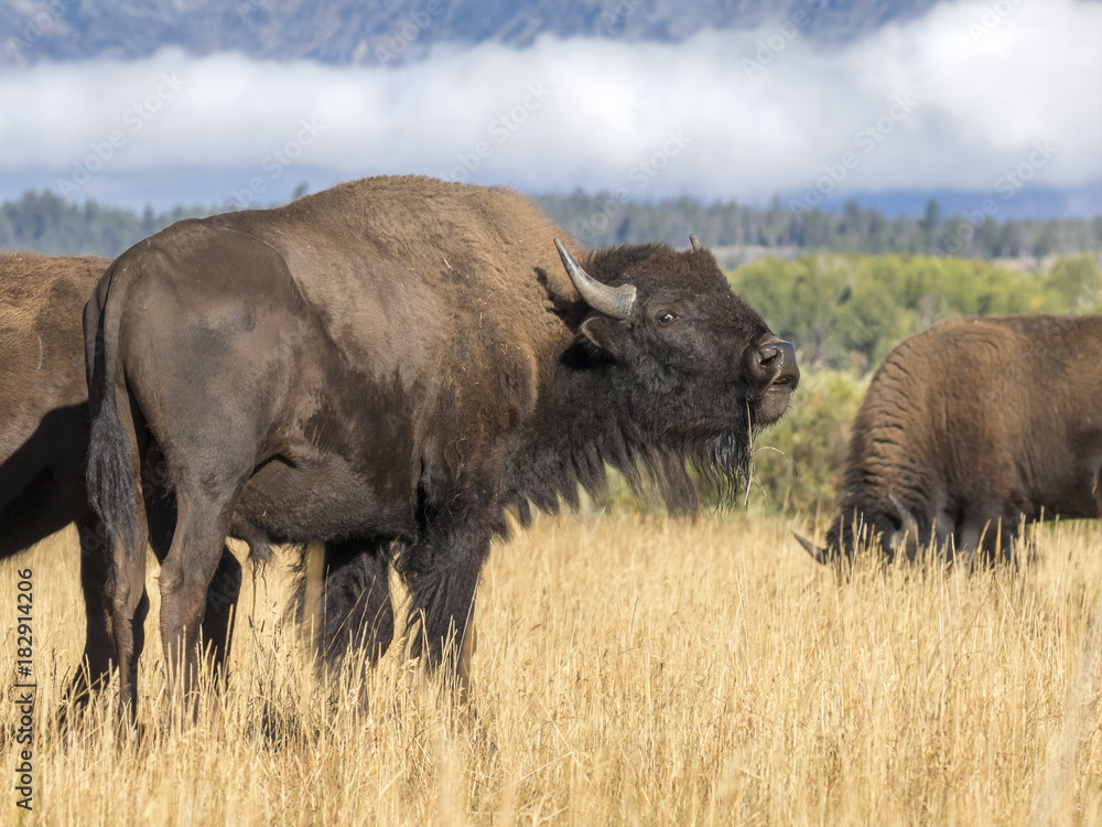American bisons (Bison bison) grazing in highland prairie, Grand Teton National Park, Wyoming, USA American bisons (Bison bison) grazing in highland prairie, Grand Teton National Park, Wyoming, USA