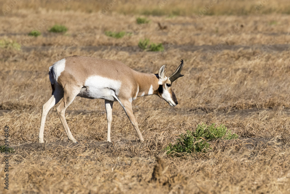 Male pronghorn (Antilocapra americana) grazing in the highland prairie, Grand Teton National Park, Wyoming, USA Male pronghorn (Antilocapra americana) grazing in the highland prairie, Grand Teton National Park, Wyoming, USA