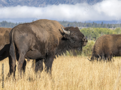 American bisons (Bison bison) grazing in highland prairie, Grand Teton National Park, Wyoming, USA