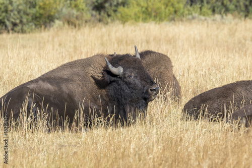 American bisons (Bison bison) grazing in highland prairie, Grand Teton National Park, Wyoming, USA