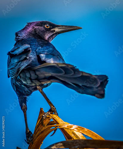 Boat-Tailed Grackle