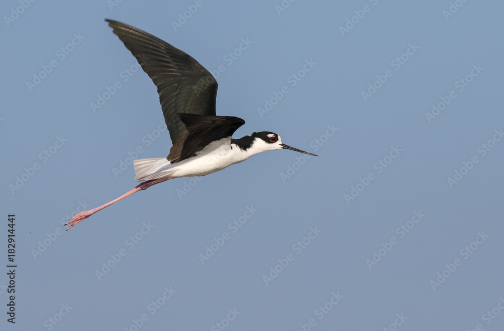 Fototapeta premium black-necked stilt (Himantopus mexicanus) flying, Galveston, Texas, USA.