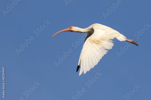 American white ibis (Eudocimus albus) flying, High Island, Texas, USA