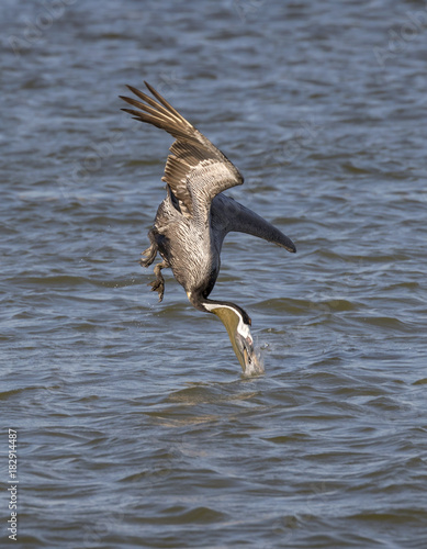 Brown pelican (Pelecanus occidentalis) diving, Galveston, Texas, USA © Ivan Kuzmin