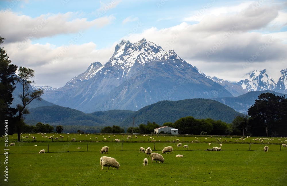 Spring in New Zealand - A pasture with sheep and a majestic snowy mountain background 