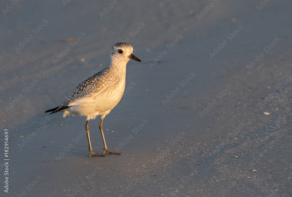 Obraz premium Black-bellied plover (Pluvialis squatarola) in winter plumage on the ocean beach, Galveston, Texas, USA