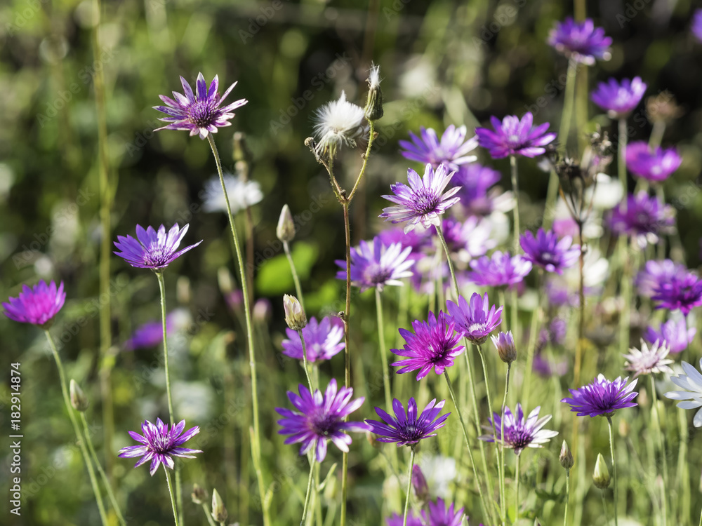 purple and white everlasting or immortelle flowers xeranthemum annuum