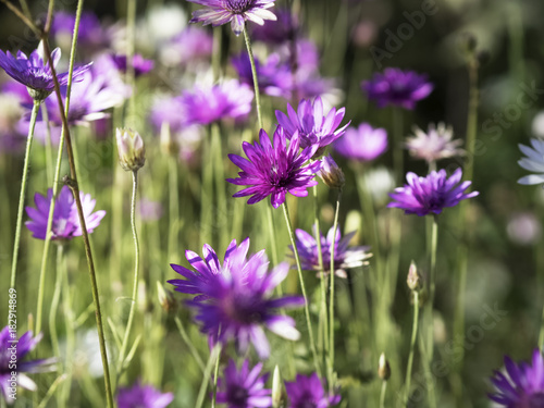 Fototapeta Naklejka Na Ścianę i Meble -  purple and white everlasting or immortelle flowers xeranthemum annuum