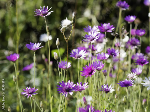 purple and white everlasting or immortelle flowers xeranthemum annuum
