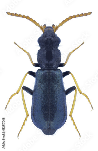 Beetle Paratinus femoralis on a white background