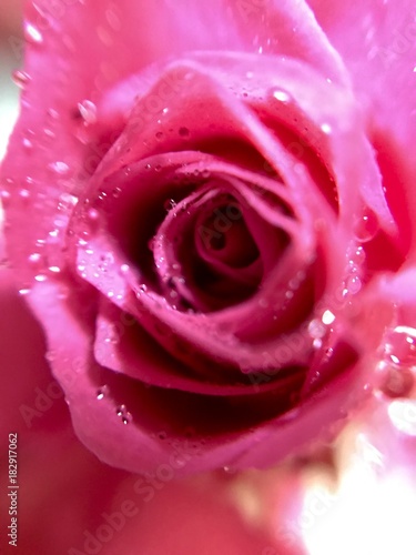 Rose petals with drops of water close up  