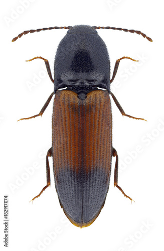 Beetle Ampedus balteatus on a white background © als