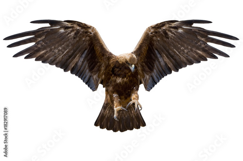 eagle, isolated