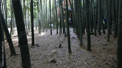 Circular time lapse panorama of the green bamboo forest. Bottom view of grove of bamboo garden in surreal sunlit. Take-dera Temple in Kamakura, Japan. Meditative concept. photo