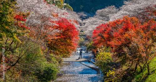 Shikizakura blossoms mixed with the beautiful autumn colour leave at Obara village. photo