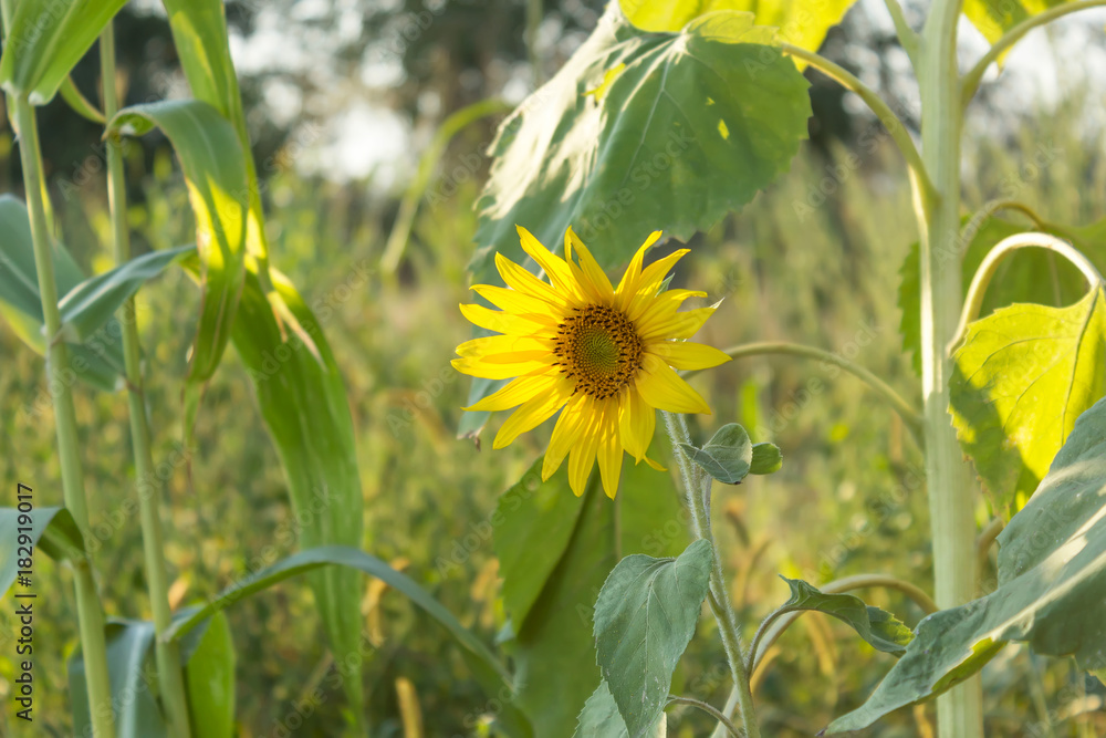 Fototapeta premium Sunflowers in field, agriculture and gardening