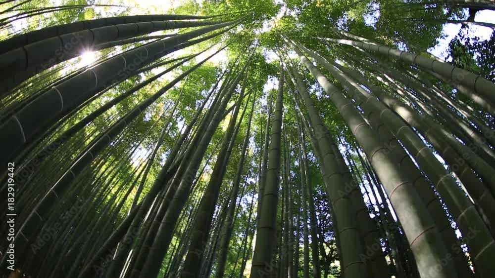 fisheye panorama of grove of the bamboo garden of the Take-dera Temple or Hokoku-ji Temple of Kamakura town of Japan. Meditative and Buddhism concept. Prospective view. fisheye panorama of grove of the bamboo garden of the Take-dera Temple or Hokoku-ji Temple of Kamakura town of Japan. Meditative and Buddhism concept. Prospective view.