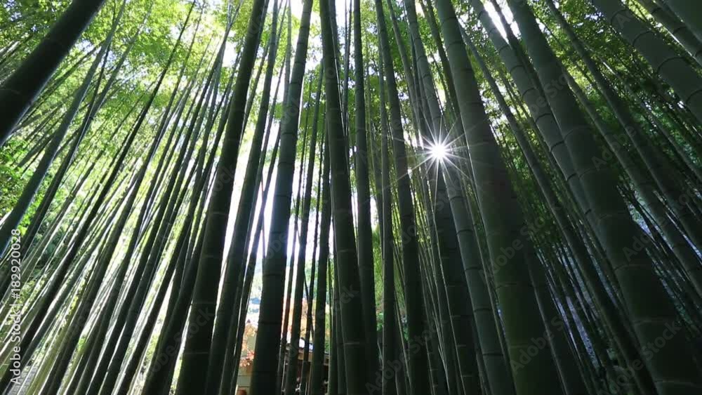 Green forest e of bamboo of Take-dera Temple in Kamakura town of Japan. Sun lit bamboo grove background for meditative concept. Bottom view of giant bamboo garden of Hokoku-ji Temple in Kamakura, Green forest e of bamboo of Take-dera Temple in Kamakura town of Japan. Sun lit bamboo grove background for meditative concept. Bottom view of giant bamboo garden of Hokoku-ji Temple in Kamakura,
