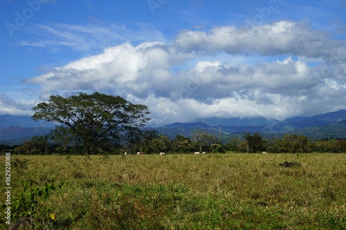 Countryside view with clouds  mountains  tropical vegetation and cattle in Rincon  Panama