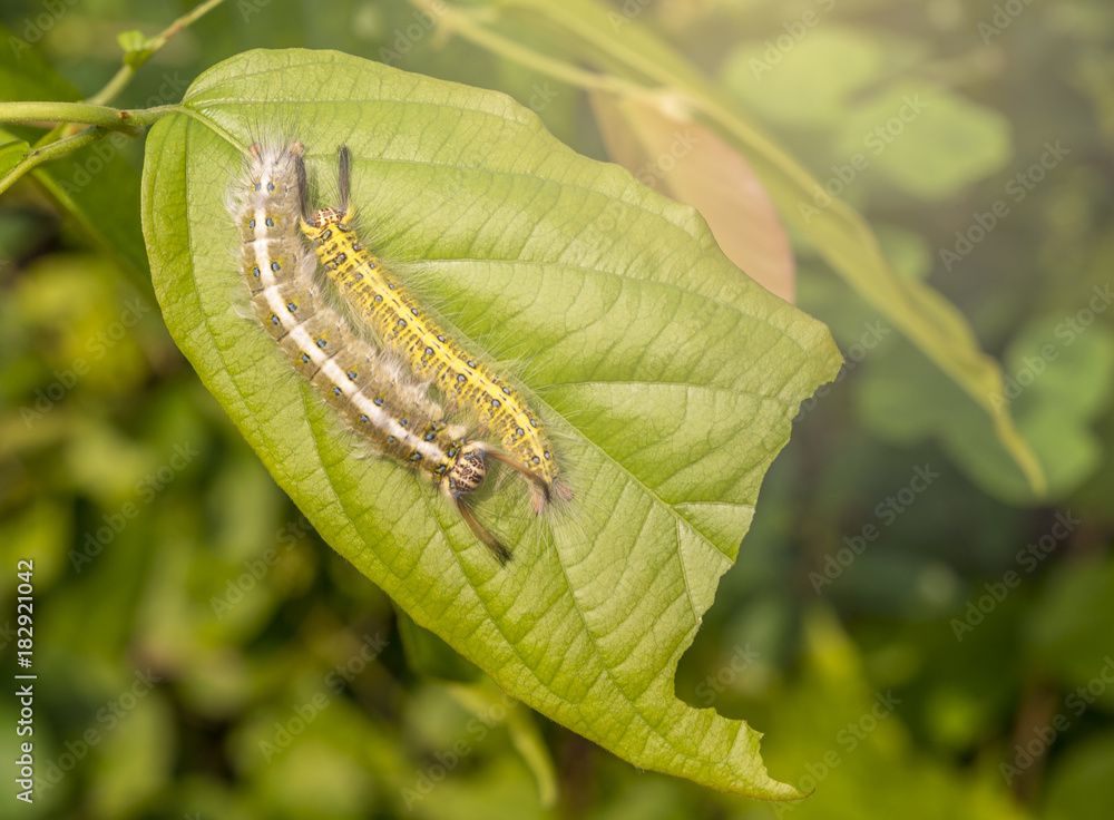 Two Caterpillar on green leaf in day light