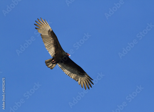 Turkey buzzard  Cathartes aura  flying in the blue sky