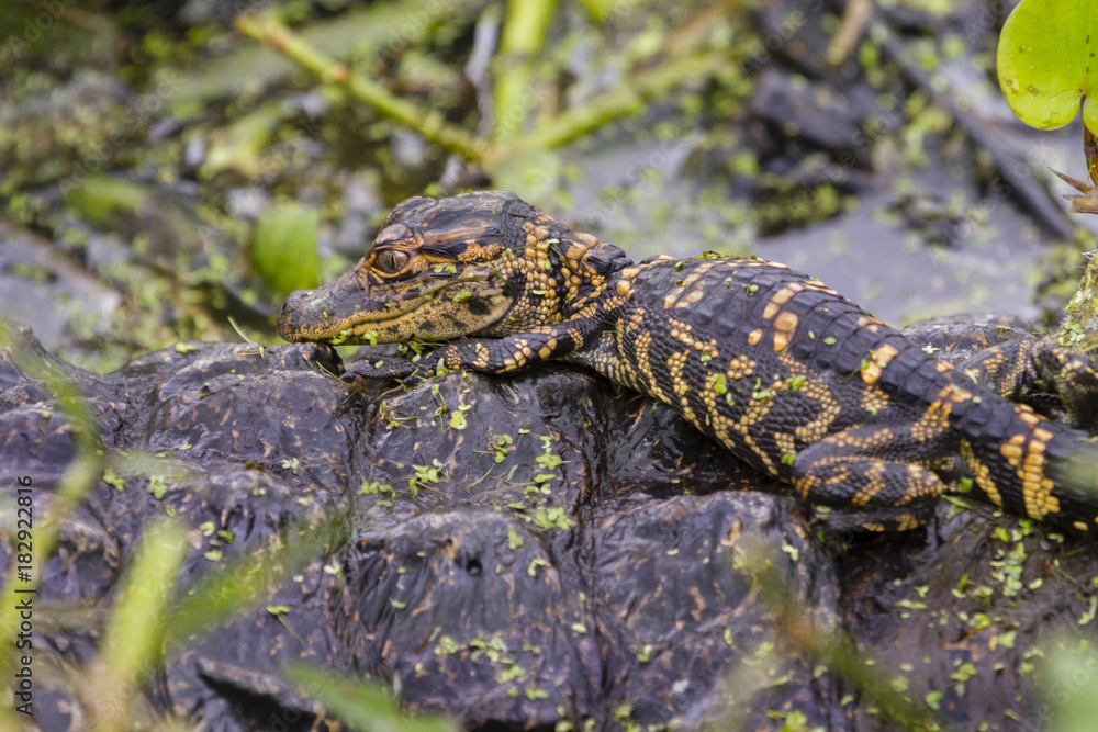 Naklejka premium Baby alligater on its mother back