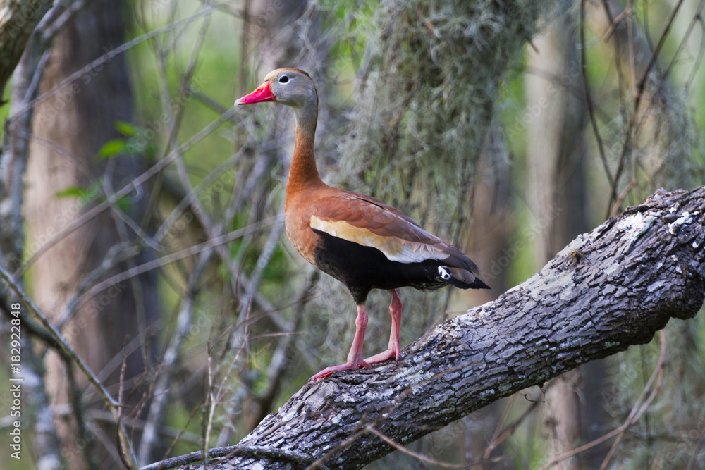 Fototapeta premium Black-bellied whistling duck