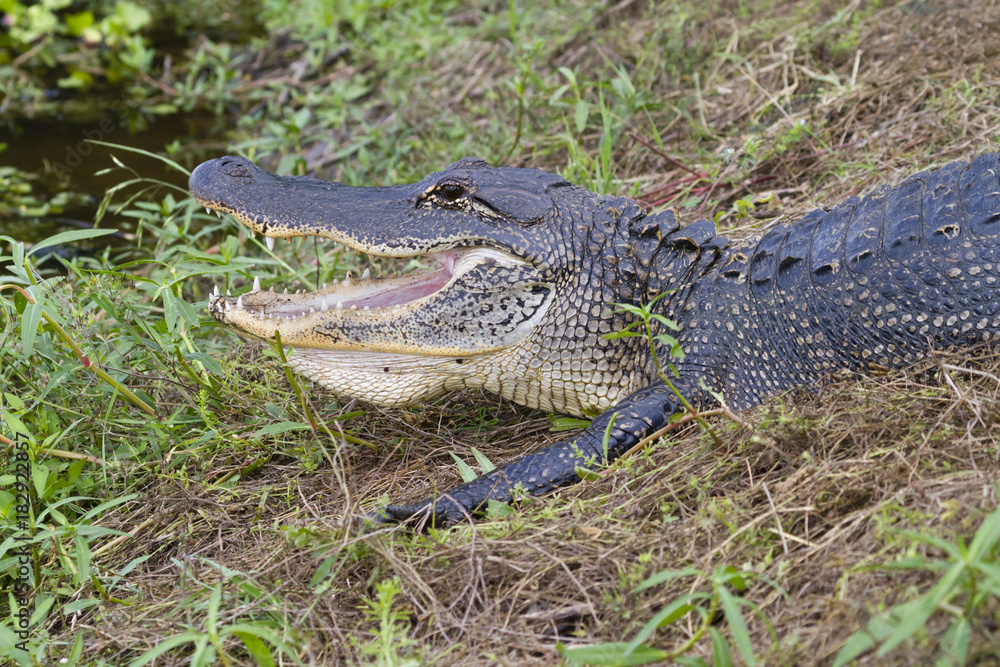 Obraz premium alligator at Brazos Bend State Park with widely open mouth