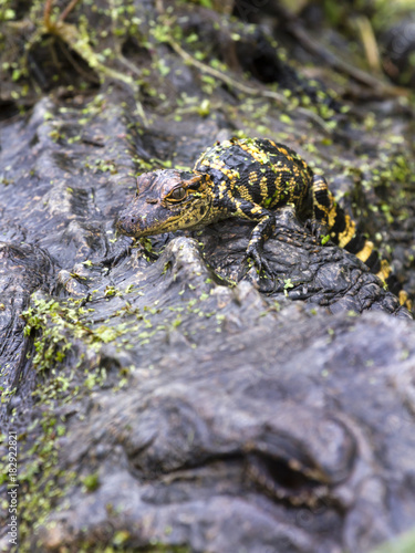 Baby alligater on its mother back photo