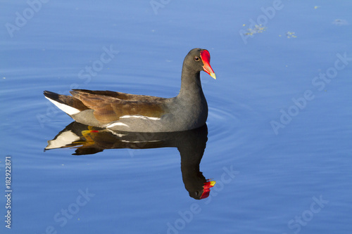 Common gallinule on blue background photo