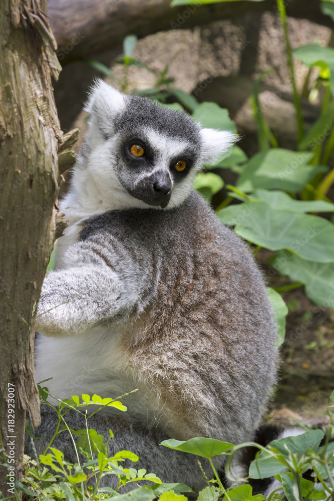 Obraz premium Ring-tailed lemur closeup