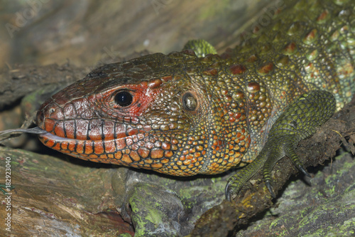 The  northern caiman lizard closeup