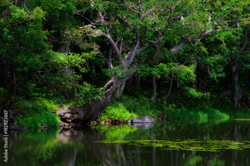 Trees beside a pond 