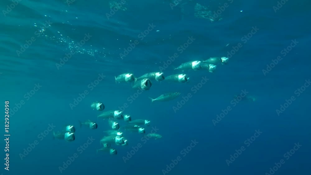 School of Mackerel feeds plankton under the surface in the blue water, Red sea, Marsa Alam, Abu Dabab, Egypt
School of Mackerel feeds plankton under the surface in the blue water, Red sea, Marsa Alam, Abu Dabab, Egypt