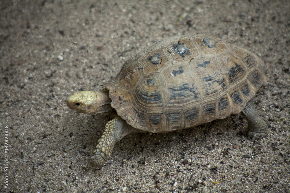 Yellow turtle or Elongated tortoise / One Turtles walking Yellow turtle or Elongated tortoise / One Turtles walking