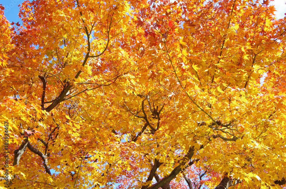 黄色の紅葉 黄色の紅葉