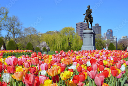 Boston Public Garden Tulips and George Washington Statue in the Spring photo