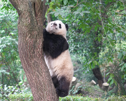 Fototapeta Naklejka Na Ścianę i Meble -  young panda climbing up and playing on the tree