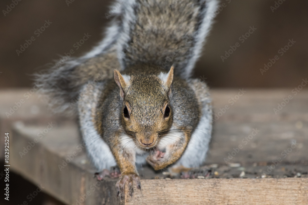 Obraz premium Gray Squirrel (Sciurus carolinensis)
